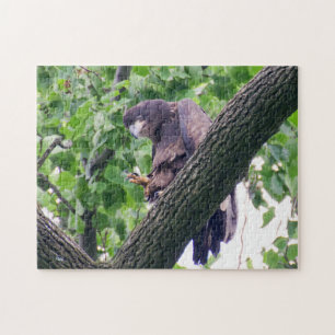 Juvenile Bald Eagle