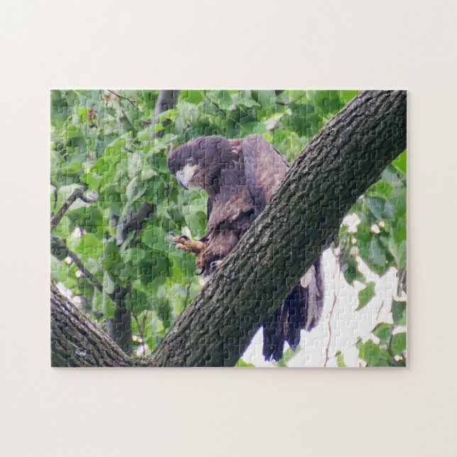 Juvenile Bald Eagle (Horizontal)