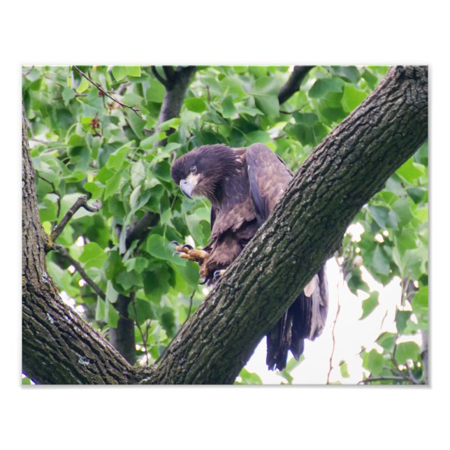 Juvenile Bald Eagle Fotodruck (Vorne)