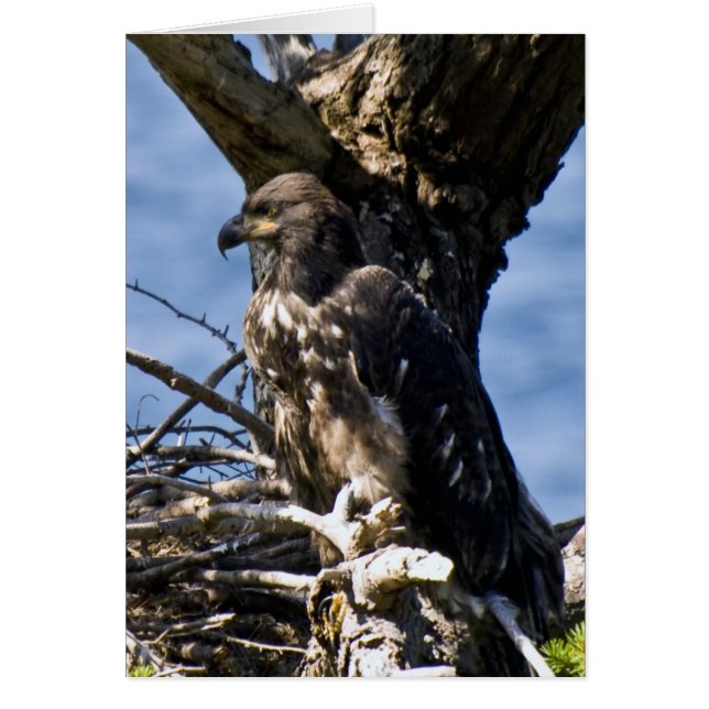 Juvenile Bald Eagle - Karten (Vorne)