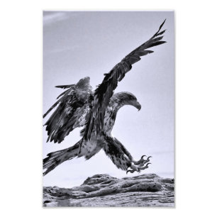 Juvenile Bald Eagle Landing - Kunstdruck Fotodruck