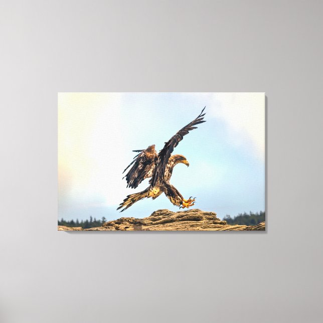 Juvenile Bald Eagle Landing Leinwanddruck (Vorderseite)