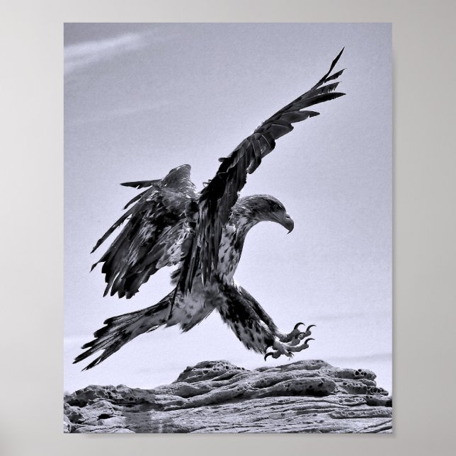 Juvenile Bald Eagle Landing Poster (Vorne)