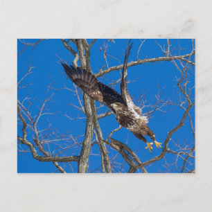 Juvenile Bald Eagle Launch Postkarte