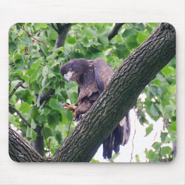 Juvenile Bald Eagle Mousepad (Vorne)