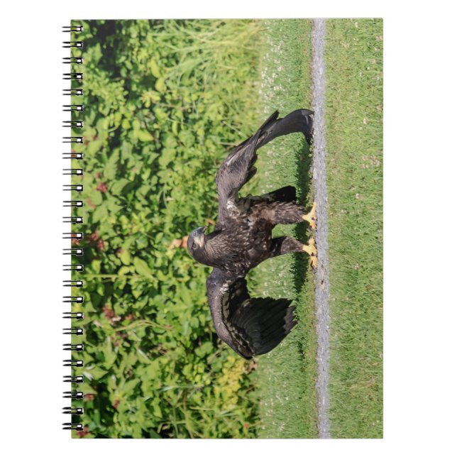 Juvenile Bald Eagle Notizblock (Vorderseite)