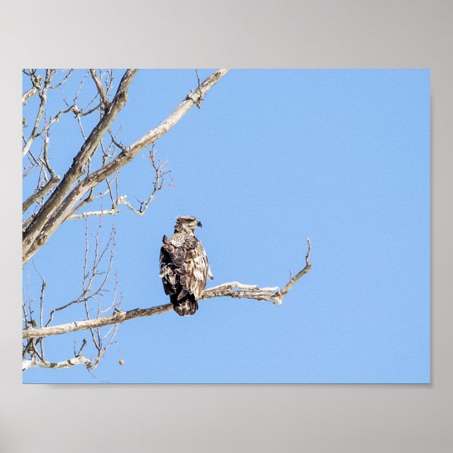 Juvenile Bald Eagle Poster (Vorne)