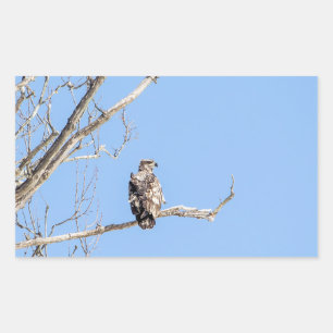 Juvenile Bald Eagle Rechteckiger Aufkleber
