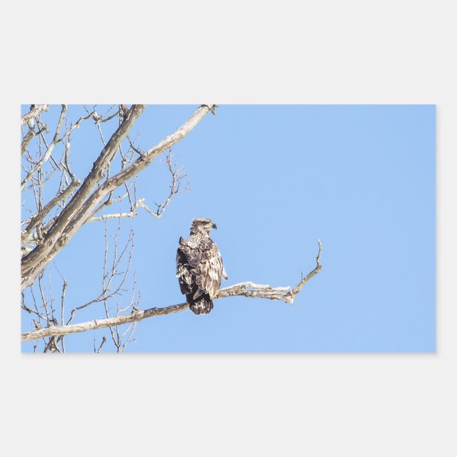 Juvenile Bald Eagle Rechteckiger Aufkleber (Vorderseite)