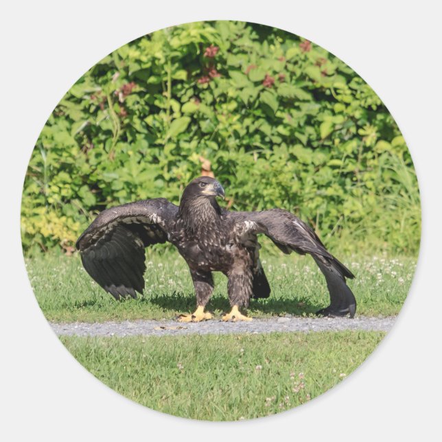 Juvenile Bald Eagle Runder Aufkleber (Vorderseite)