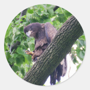 Juvenile Bald Eagle Runder Aufkleber