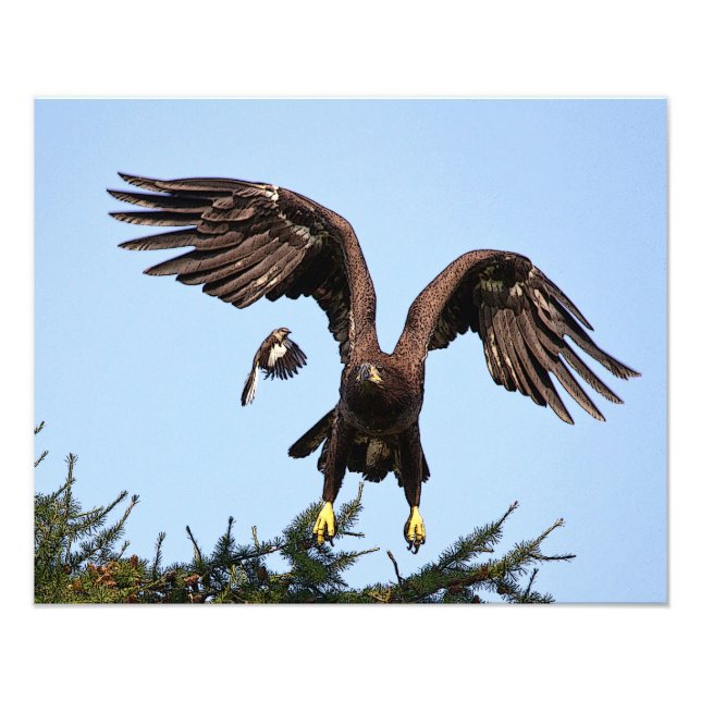 Juvenile Bald Eagle startet Fotodruck (Vorne)