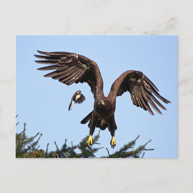 Juvenile Bald Eagle startet Postkarte (Vorderseite)