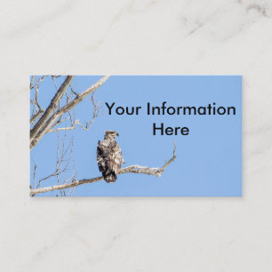 Juvenile Bald Eagle Visitenkarte