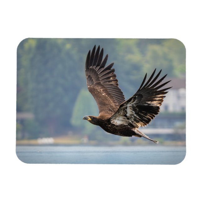 Juvenile Bald Eagle Wildlife Fotografy Foto Magnet (Horizontal)