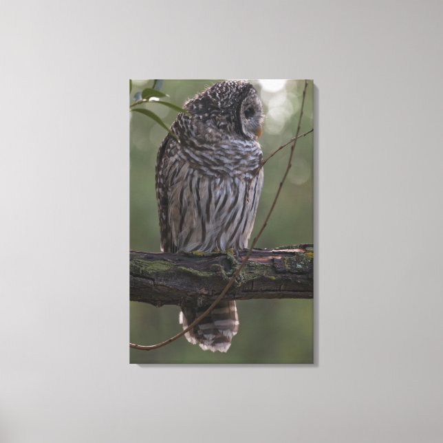 Juvenile Barred Owl (Strix varia) 2 Leinwanddruck (Vorderseite)