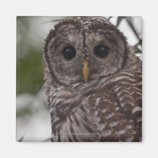 Juvenile Barred Owl (Strix varia) Magnet (Vorne)