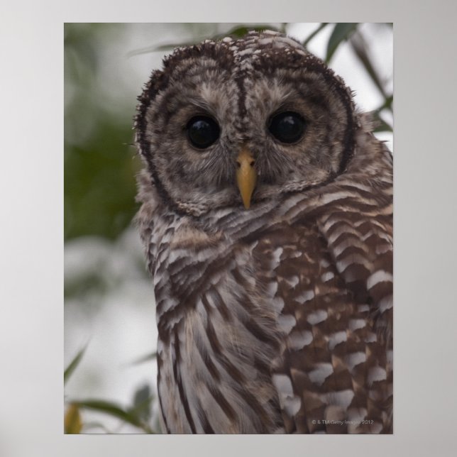 Juvenile Barred Owl (Strix varia) Poster (Vorne)