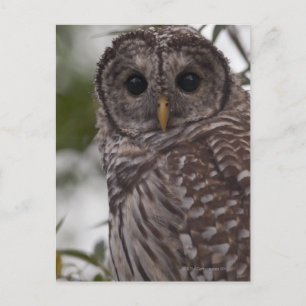 Juvenile Barred Owl (Strix varia) Postkarte