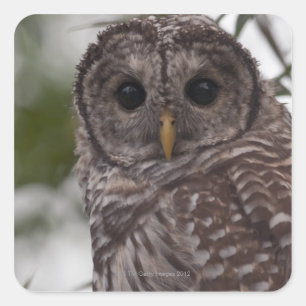 Juvenile Barred Owl (Strix varia) Quadratischer Aufkleber