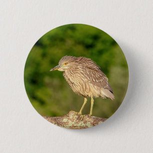 Juvenile Black Crowned Night Heron Button