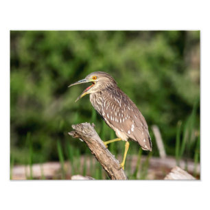 Juvenile Black Crowned Night Heron Fotodruck