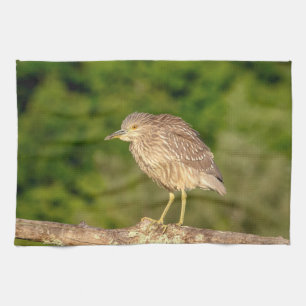 Juvenile Black Crowned Night Heron Küchentuch