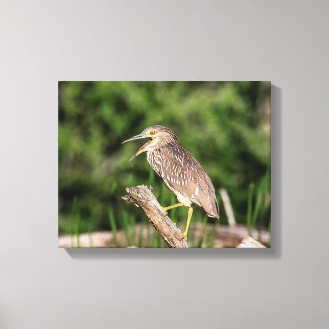 Juvenile Black Crowned Night Heron Leinwanddruck (Vorderseite)