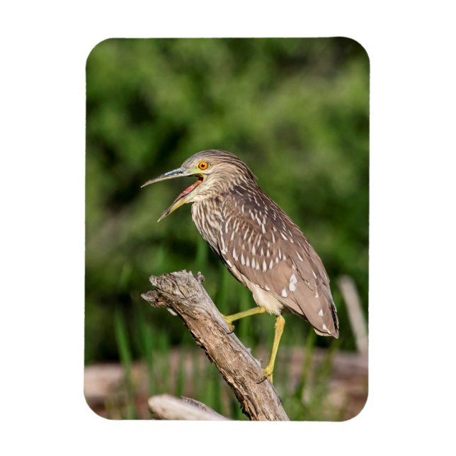 Juvenile Black Crowned Night Heron Magnet (Vertikal)