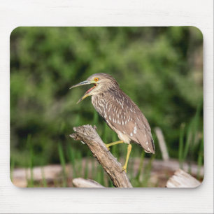 Juvenile Black Crowned Night Heron Mousepad