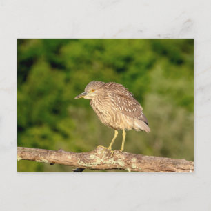 Juvenile Black Crowned Night Heron Postkarte