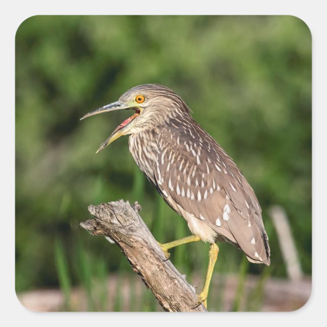 Juvenile Black Crowned Night Heron Quadratischer Aufkleber (Vorderseite)