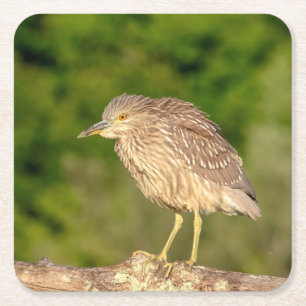 Juvenile Black Crowned Night Heron Rechteckiger Pappuntersetzer