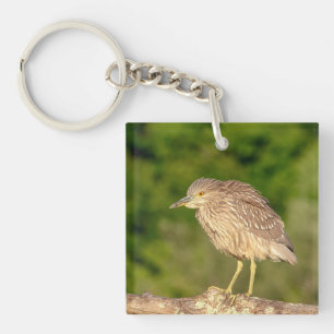 Juvenile Black Crowned Night Heron Schlüsselanhänger