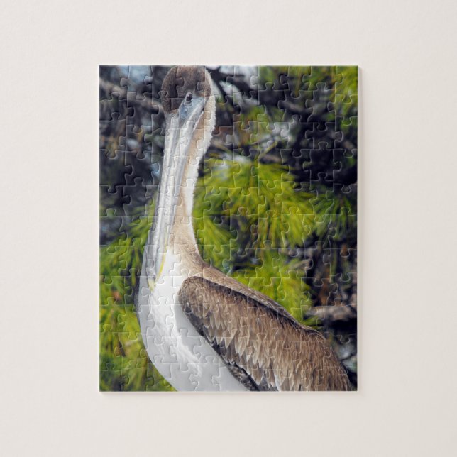 Juvenile Brown Pelican (Vertikal)