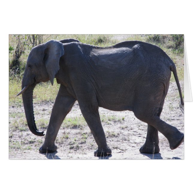 Juvenile Elephant (Vorderseite (Horizontal))