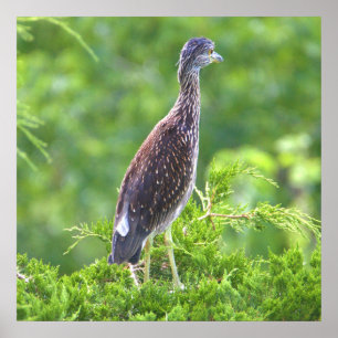 Juvenile Gelbe-Kronen-Nachtheron-Poster Poster