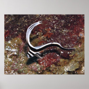 Juvenile Gepunktete Trolle Poster