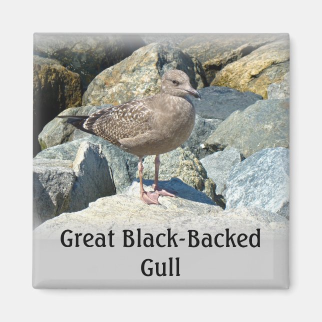 Juvenile Great Black Backed Gull Magnet (Vorne)