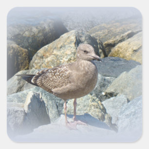 Juvenile Great Black Backed Gull Quadratischer Aufkleber