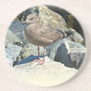 Juvenile Great Black Backed Gull Sandstein Untersetzer