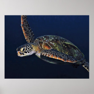 Juvenile Green Turtle Poster
