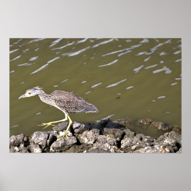 Juvenile Heron Poster (Vorne)