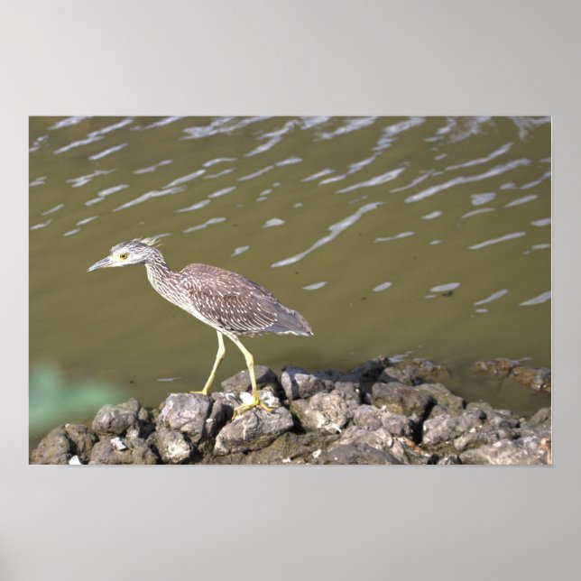 Juvenile Heron Poster (Vorne)
