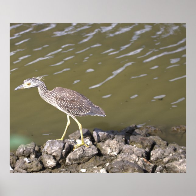 Juvenile Heron Poster (Vorne)