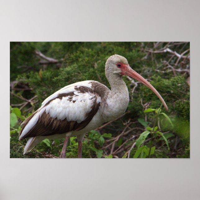 Juvenile Ibis Bird Poster (Vorne)