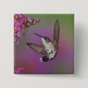 Juvenile männlich Ruby Throated Hummingbird Button