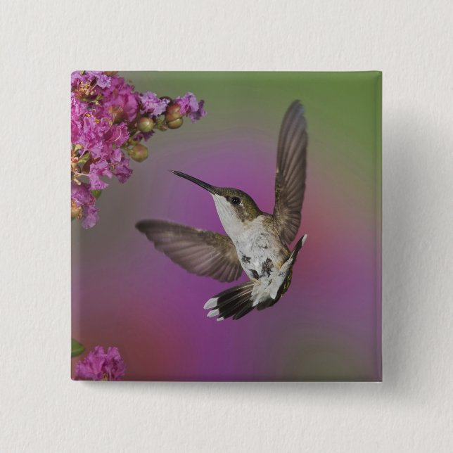 Juvenile männlich Ruby Throated Hummingbird Button (Vorderseite)