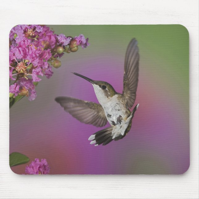 Juvenile männlich Ruby Throated Hummingbird Mousepad (Vorne)
