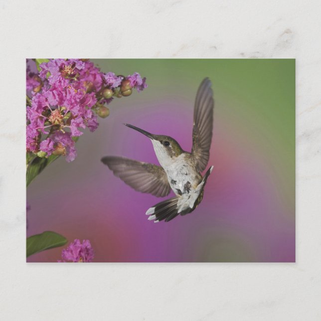 Juvenile männlich Ruby Throated Hummingbird Postkarte (Vorderseite)